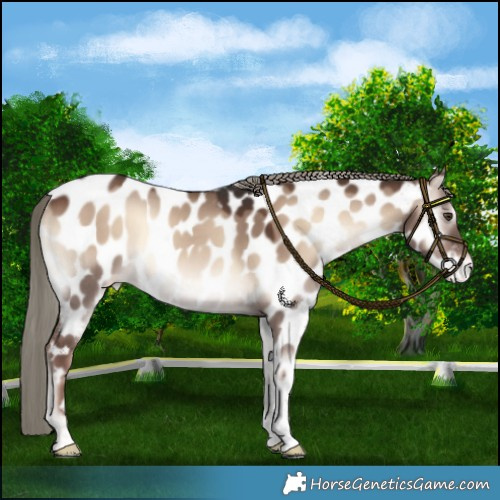 Horse Color:Liver Red Dun Onyx Mushroom Appaloosa 