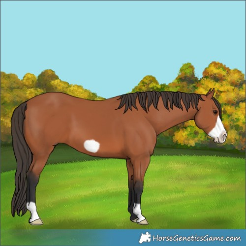 Horse Color:Bay Frame 