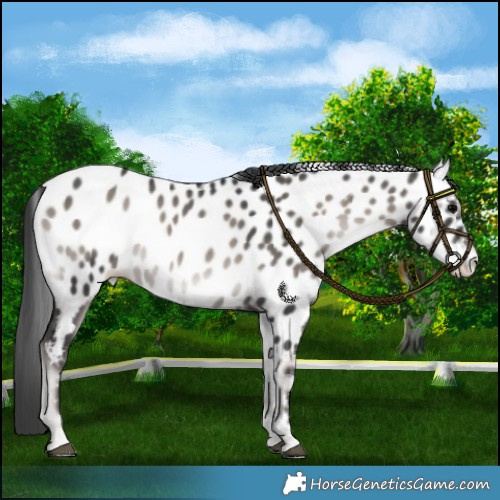 Horse Color:Platinum Blue Onyx Appaloosa