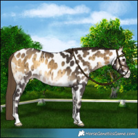 Horse Color:Buckskin Onyx Mushroom Near Leopard 