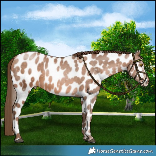 Horse Color:Brown Pearl Leopard 