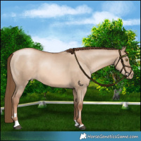 Horse Color:Liver Red Dun Pearl