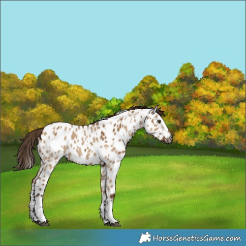 Horse Color:Gray Red Dun Appaloosa  and Gray Red Dun Splash Appaloosa 