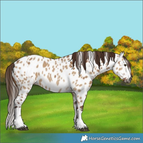 Horse Color:Gray Red Dun Appaloosa and Gray Red Dun Splash Appaloosa