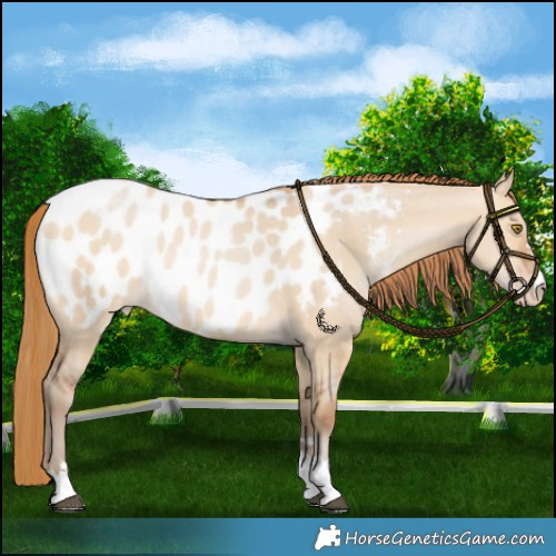 Horse Color:Bay Pearl Dun Blanket Rabicano 