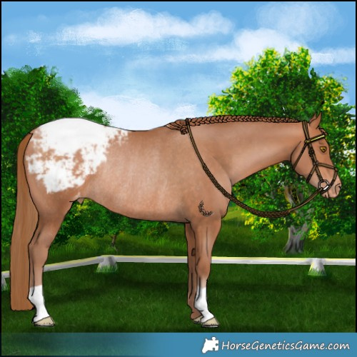 Horse Color:Bay Pearl Snowcap Rabicano 