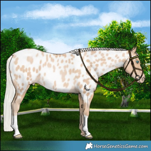 Horse Color:Silver Smoky Black Pearl Blanket 