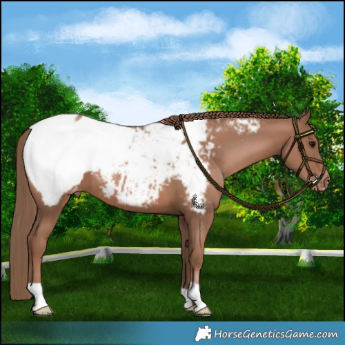 Horse Color:Black Pearl Near Fewspot 