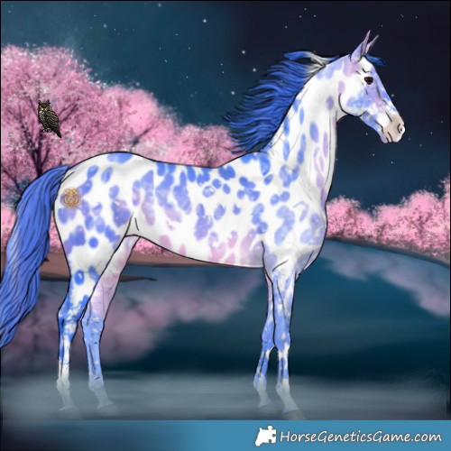 Horse Color:Watercolor White Spotted Bay Ice Sabino Appaloosa