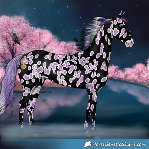 Horse Color:Watercolor White Spotted Brown Dun Appaloosa 