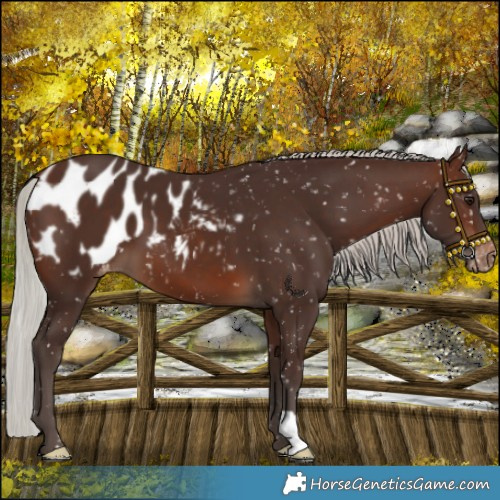 Horse Color:Silver Brown Blanket