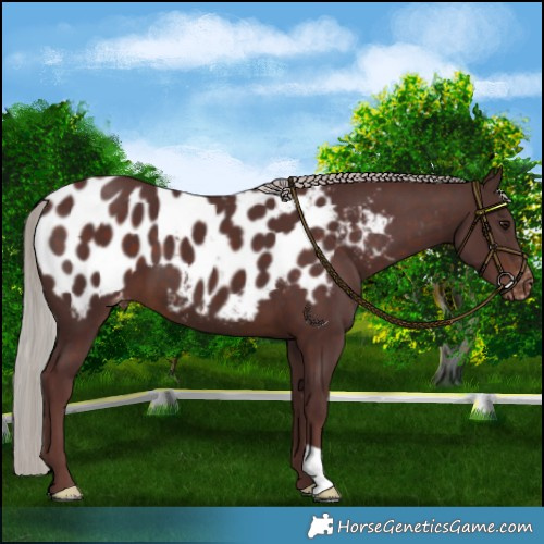 Horse Color:Chocolate Silver Brown Near Leopard 