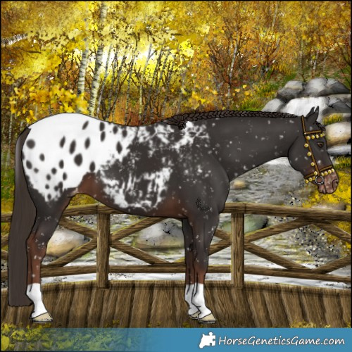 Horse Color:Liver Chestnut Snowflake Varnish 