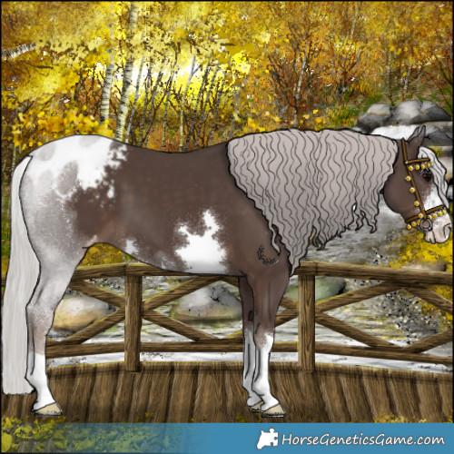Horse Color:Silver Black Varnish