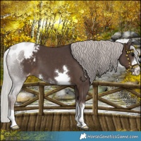 Horse Color:Silver Black Varnish