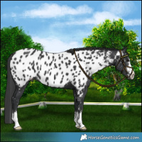 Horse Color:Black Near Leopard