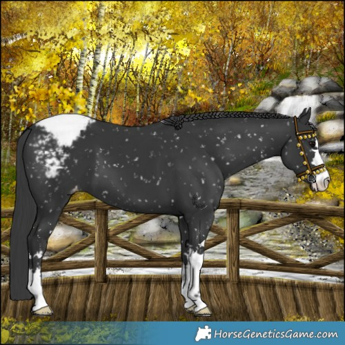 Horse Color:Black Snowcap 