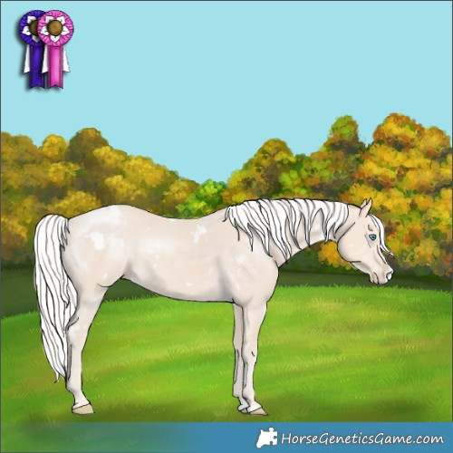 Horse Color:White Spotted Silver Smoky Creme Splash Appaloosa 