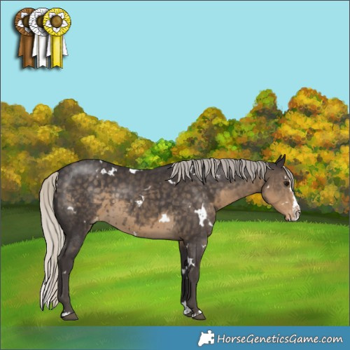 Horse Color:White Spotted Silver Smoky Black Splash Appaloosa 