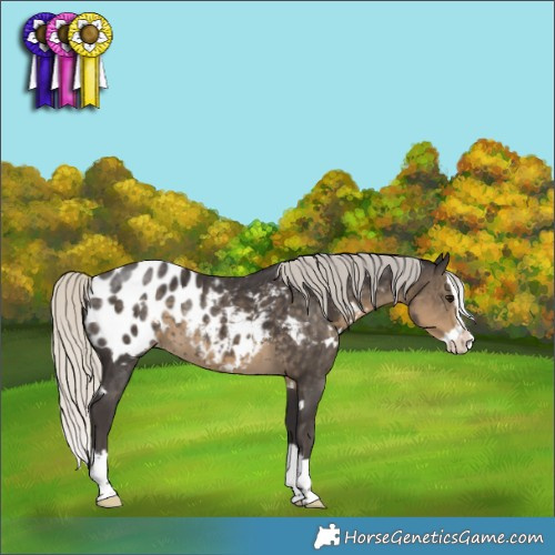 Horse Color:White Spotted Silver Smoky Black Splash Appaloosa