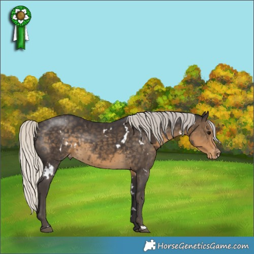 Horse Color:White Spotted Silver Smoky Black Appaloosa 