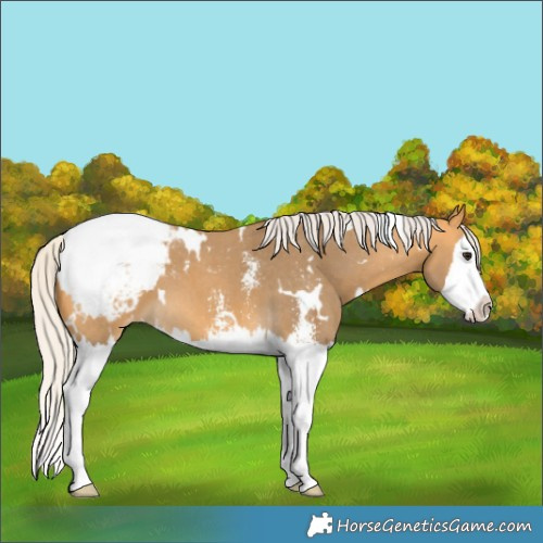 Horse Color:White Spotted Silver Buckskin Sabino Splash Appaloosa 