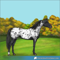 Horse Color:Black Near Leopard