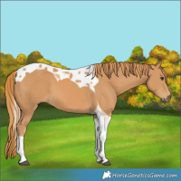 Horse Color:Chestnut Tobiano 