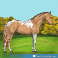 Horse Color:Chestnut Tobiano 