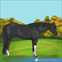 Horse Color:Black Tobiano