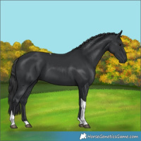 Horse Color:Black Tobiano 