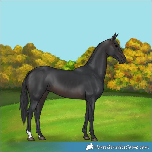 Horse Color:Brown 