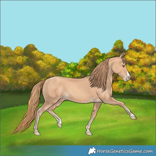 Horse Color:Gold Champagne Splash 