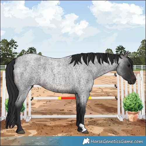Horse Color:Brown Roan 