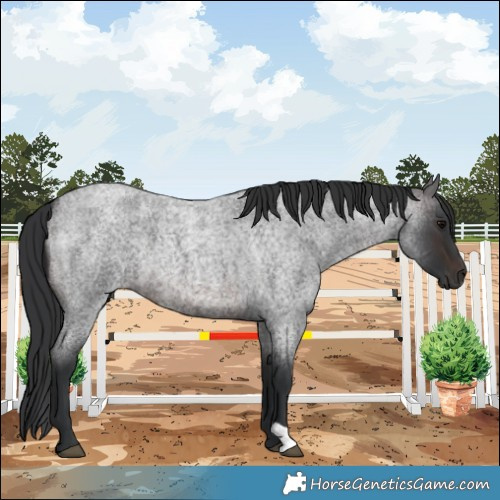 Horse Color:Brown Roan 