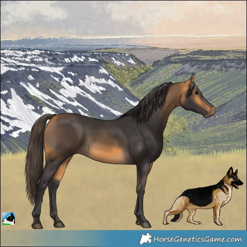 Horse Color:Buckskin 