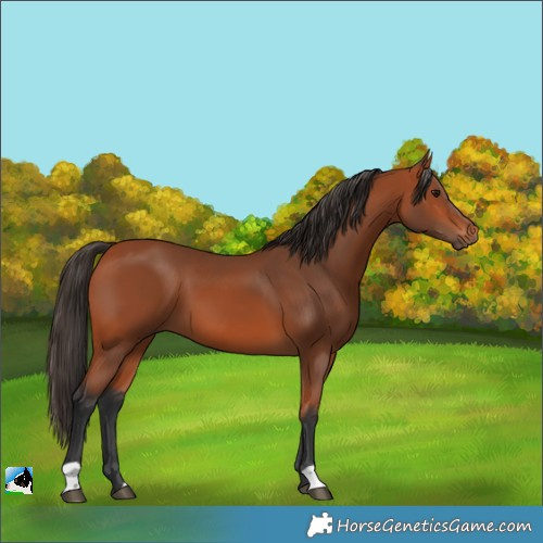 Horse Color:Bay 