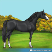 Horse Color:Black 
