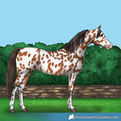 Horse Color:Bay Appaloosa 