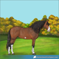 Horse Color:Bay Splash Frame