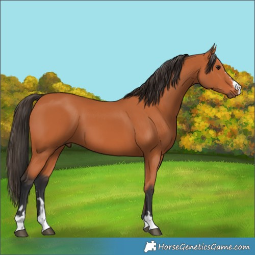 Horse Color:Bay 