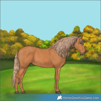 Horse Color:Chestnut Rabicano
