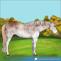 Horse Color:White Spotted Chestnut 
