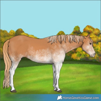 Horse Color:White Spotted Chestnut 