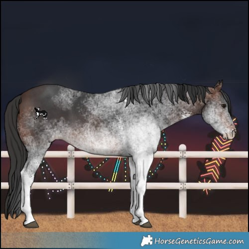 Horse Color:White Spotted Brown 