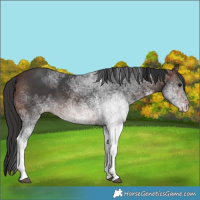 Horse Color:White Spotted Brown
