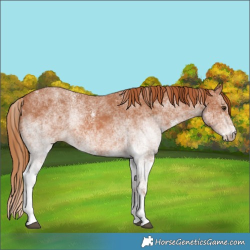 Horse Color:White Spotted Chestnut 
