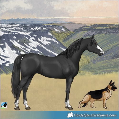Horse Color:Black 