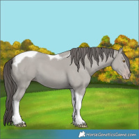 Horse Color:Classic Cream Champagne Tobiano 