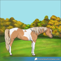Horse Color:Chestnut Tobiano 
